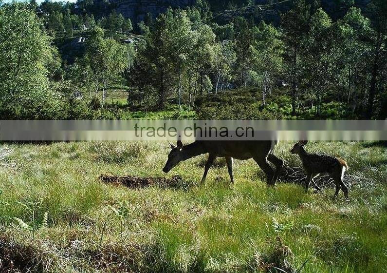 Waterproof Mini Hunting Camera with EMAIL/SMS Communication via GPRS (HF-CT02)