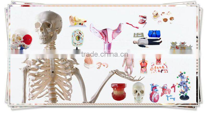 Kidney enlarge anatomy model
