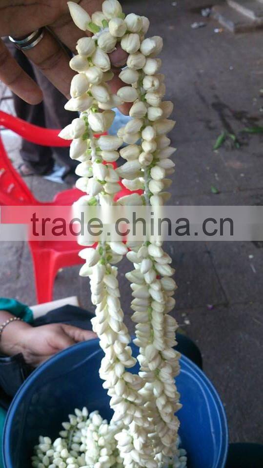 Fresh Jasmine Flower Exporter for / Importers in Malaysia / Singapore / Dubai / Canada / USA/ Uk / France / Germany