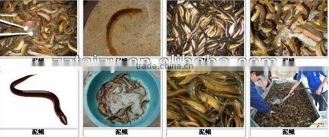 steam indirect heating fish meal machine for fish processing 008613838527397