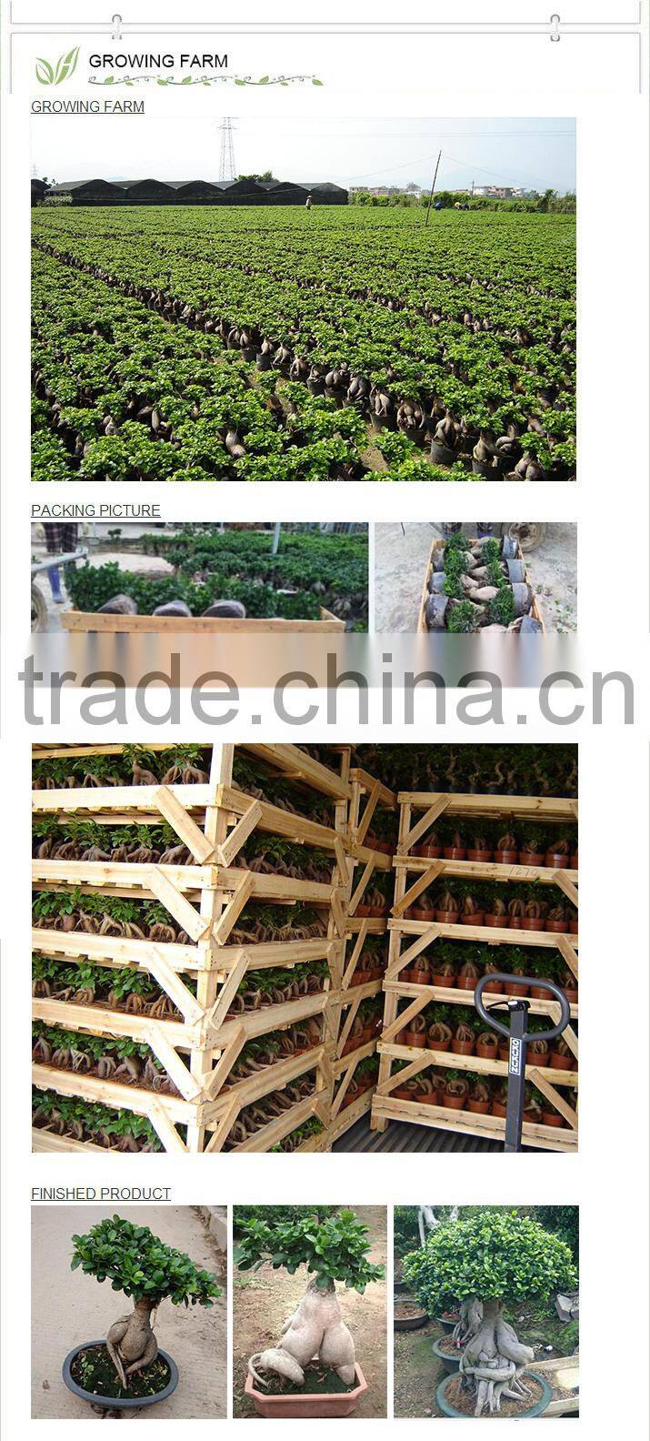 FICUS GINSENG BONSAI