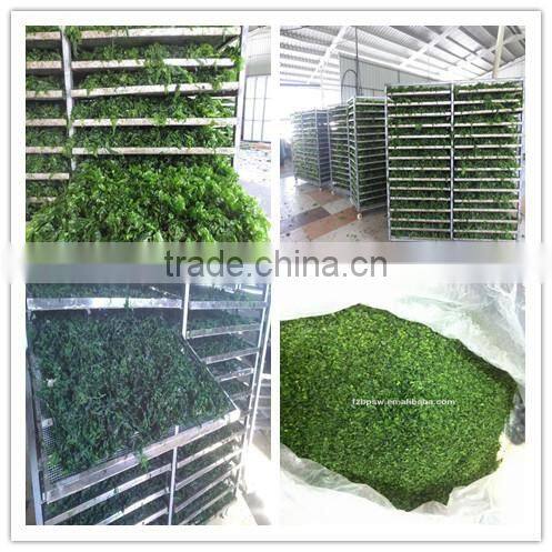 Seaweed Food Roasted Green Seaweed Ulva Lactuca or Sea Lettuce