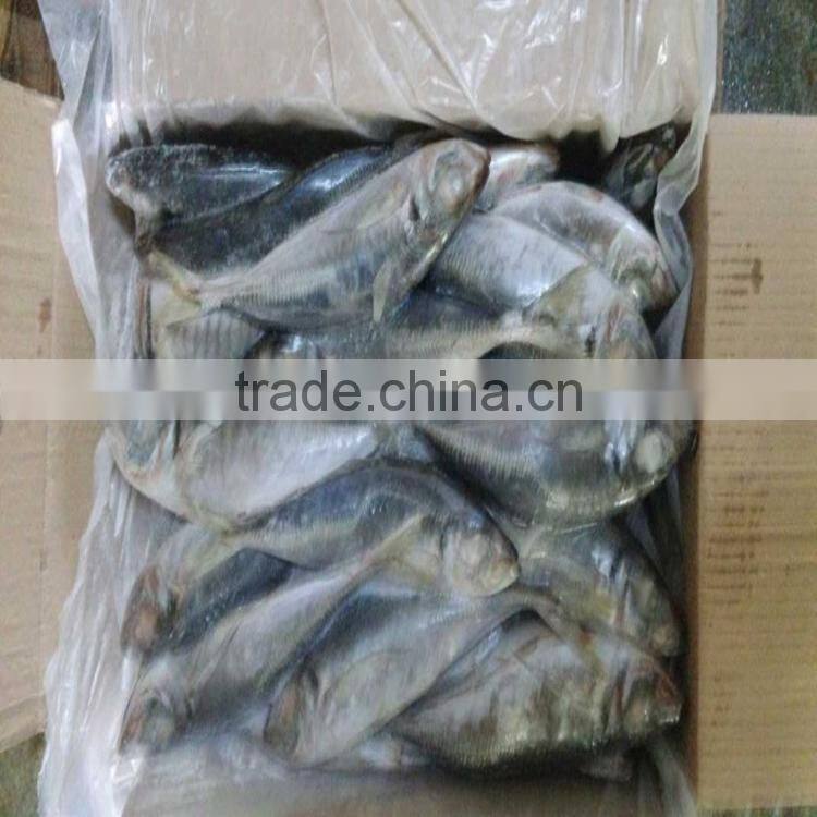 Frozen fish horse mackerel horse mackerel fish japanese scad for sale