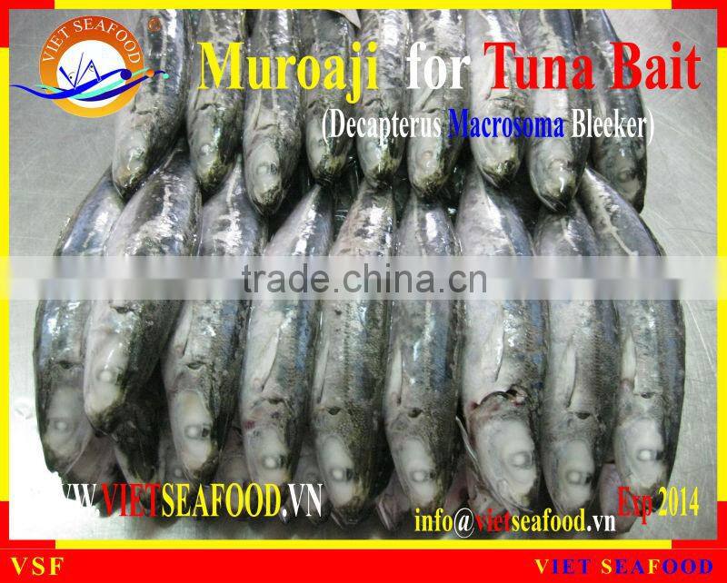 FROZEN MUROAJI FOR TUNA BAIT