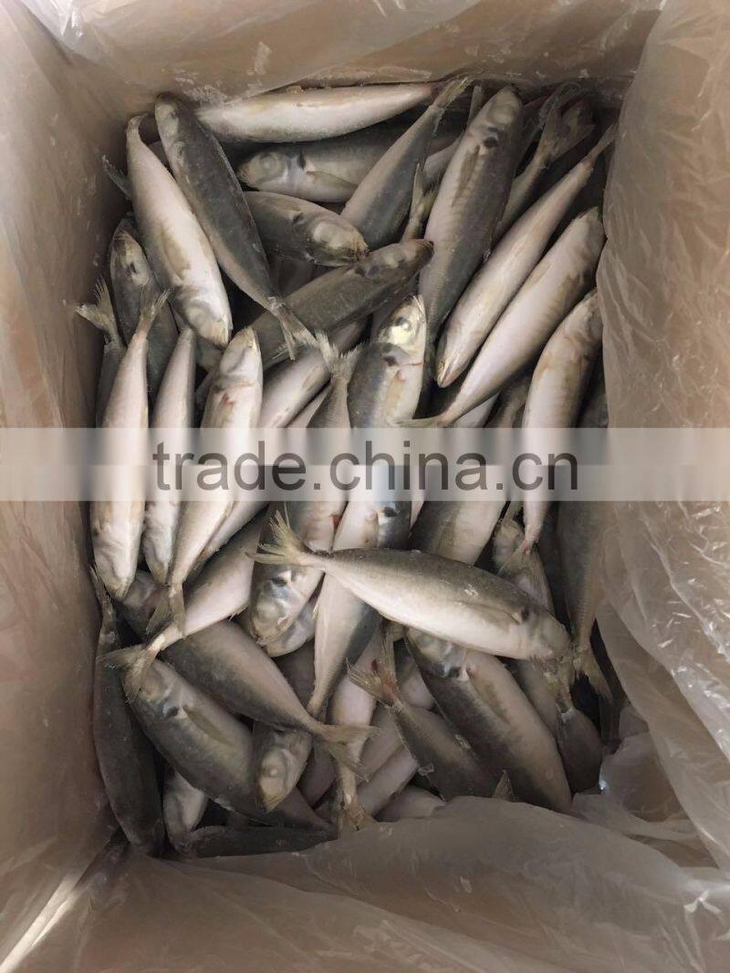 IQF light caught frozen round scad frozen horse mackerel