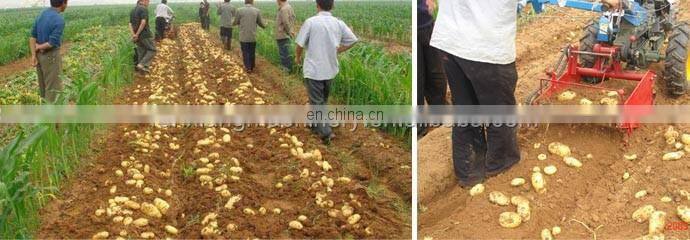 Tractor mounted Peanut / Carrot / Cassava / Garlic / Ginger / Single Row Potato Harvester Machinery Small Sweet Potato