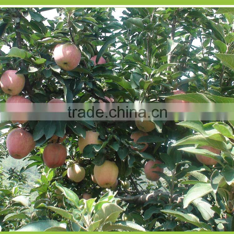 Quickly and high efficiency plant growth promoter Microorganism Bacterium Agent biological foliar fertilizer