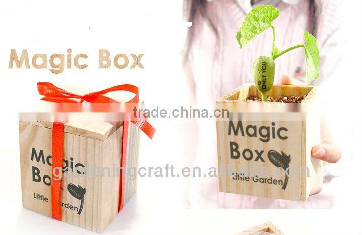 import china products bonsai tree magic growing message beans