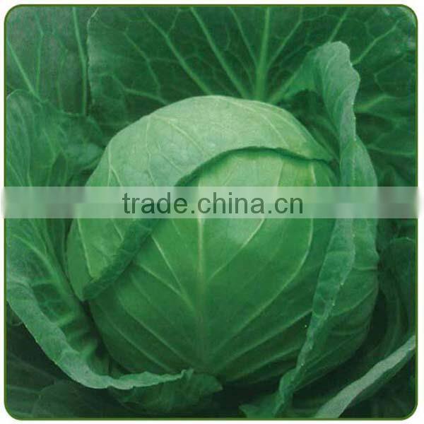 best green sweet cabbage on sale 2016 new harvest type white cabbage