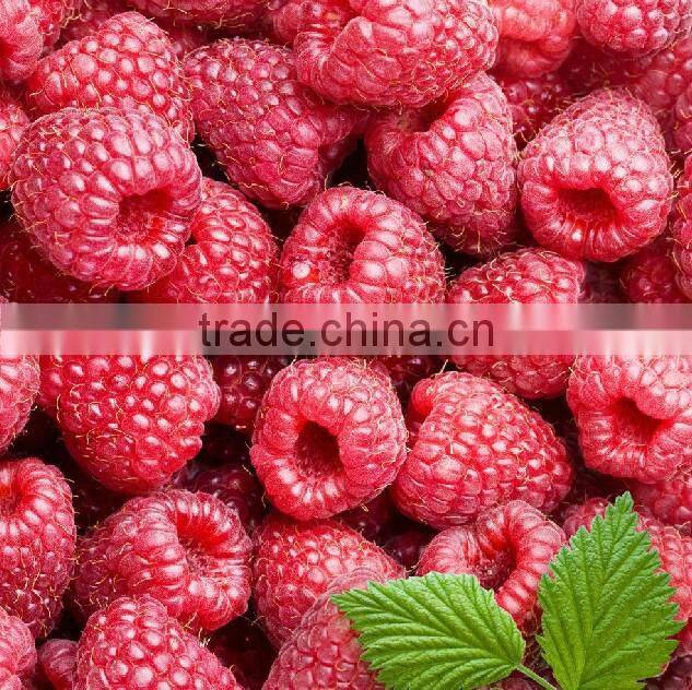 GMP Factory Supply Raspberry Ketones Diet