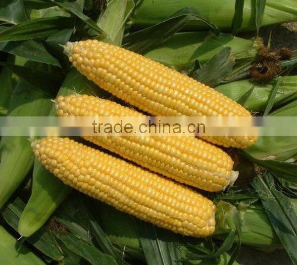 CO06 Taiwan No.28 yellow super sweet corn seeds sales