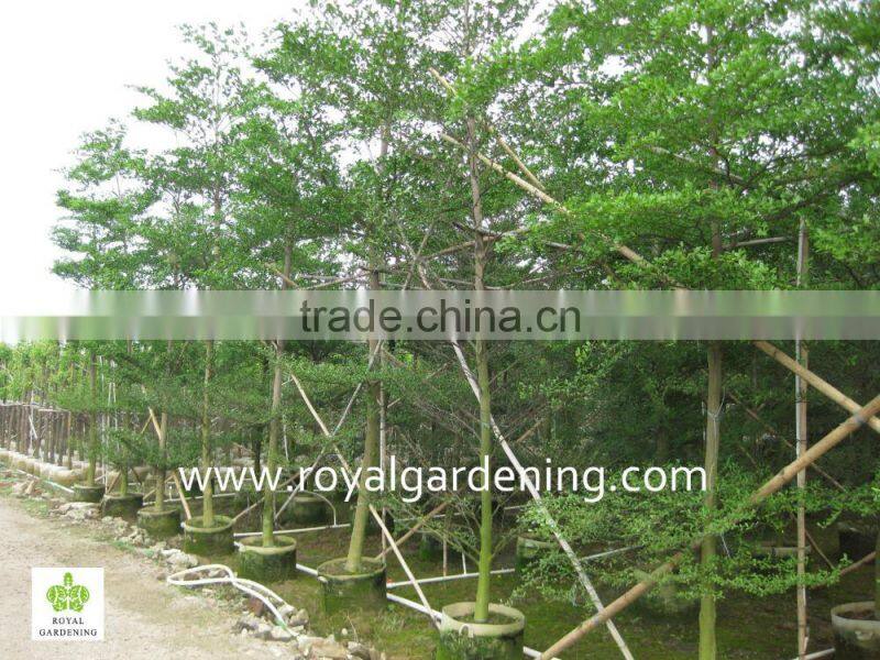 Terminalia mantaly Tropical trees high 4-9m,dia 6-13cm