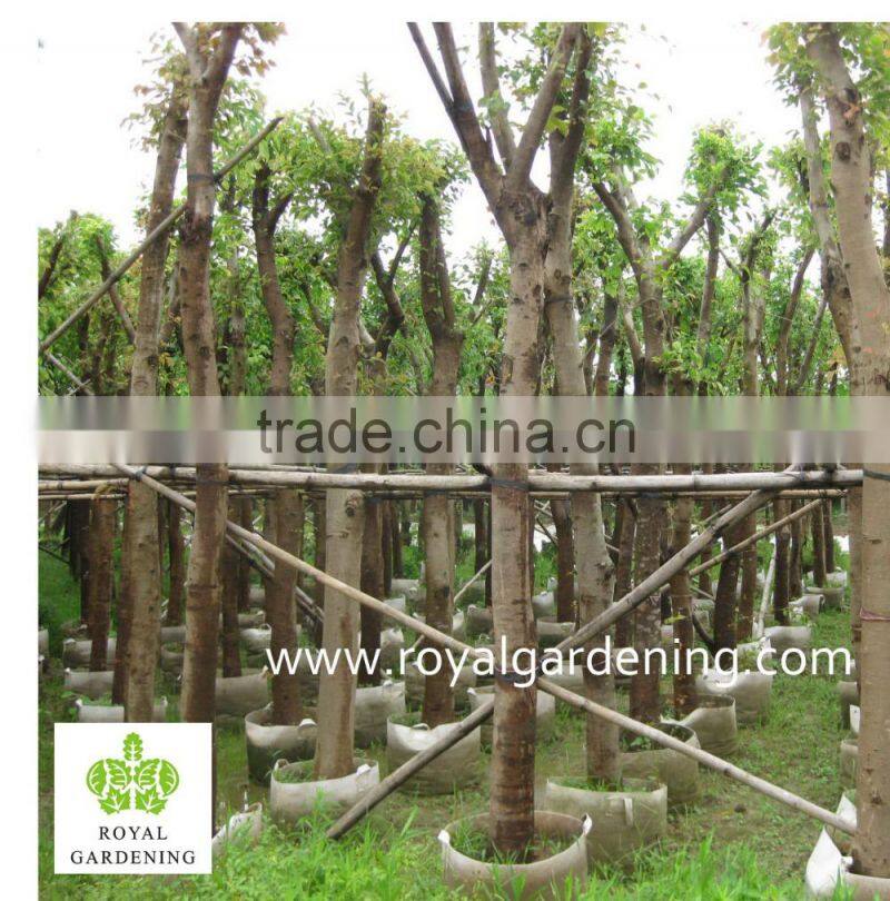 Ficus Religiosa nursery land