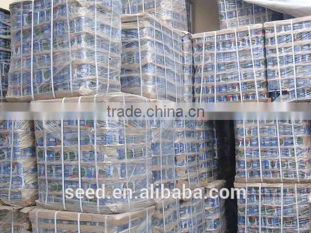 open pollinated leafy caraway seeds Big Leaf