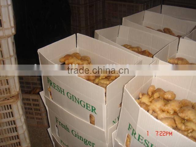 China fresh ginger