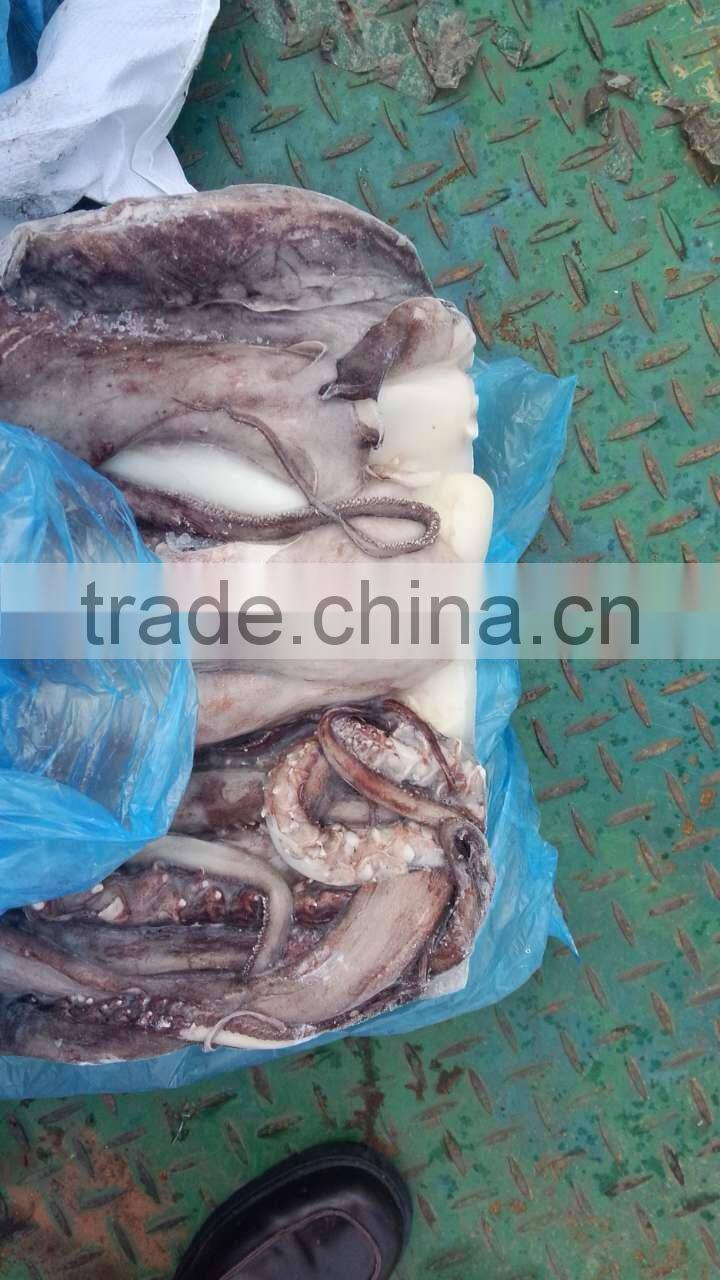 fishing boats,Frozen Giant Squid Tentacle