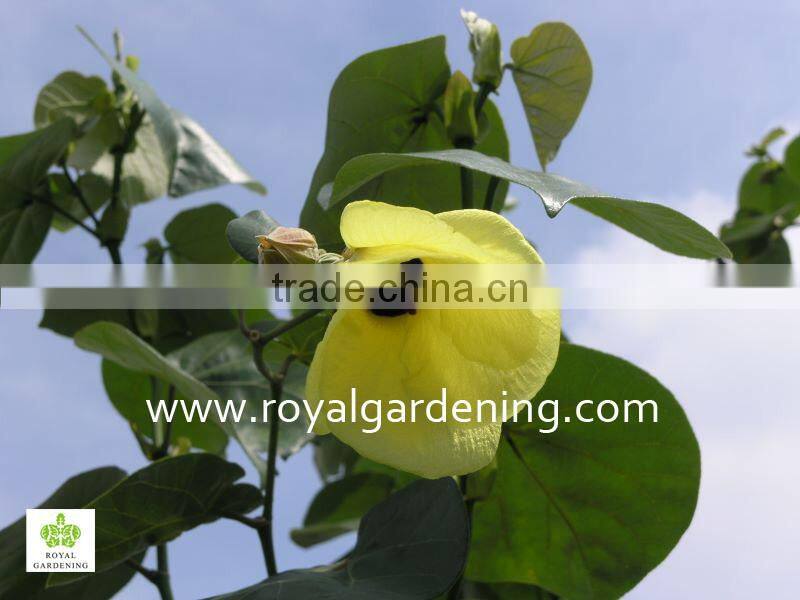 Hibiscus tiliaceus outdoor landscaping project plants