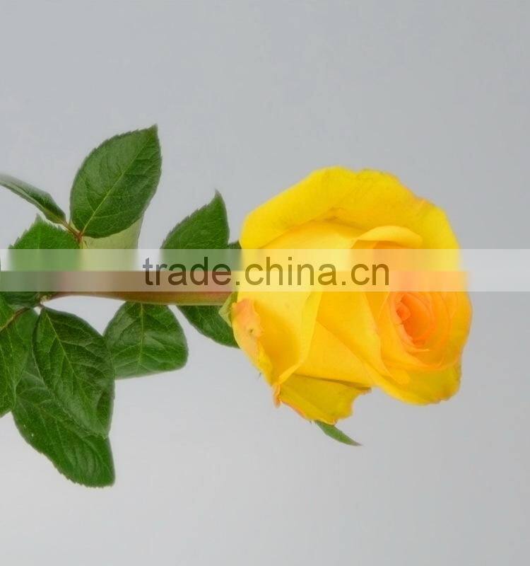 Fashionable Yellow Crown real touch rose yellow roses