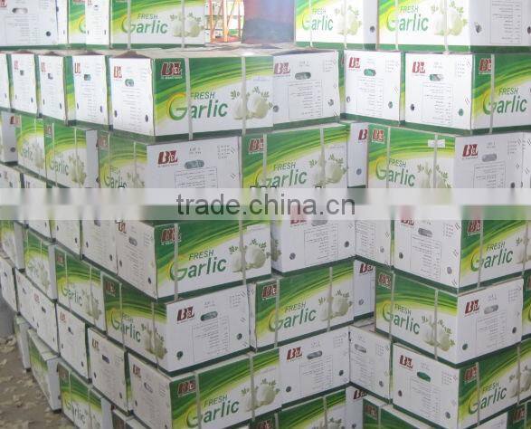 shandong new garlic price of sale