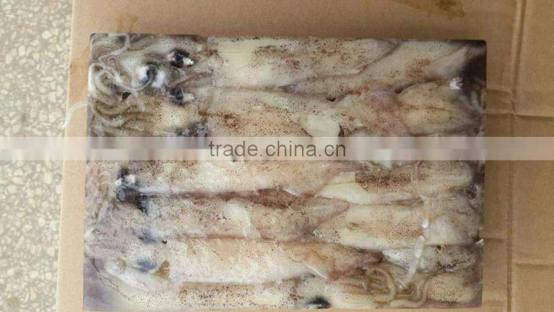 frozen whole round squid