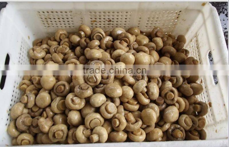 kinds of champignon mushrooms preserved agaricus bisporus in brined in 50kg drum