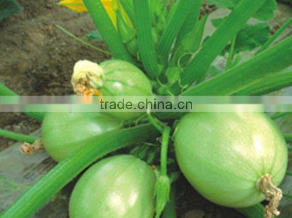 MSQ08 Gaoyuan tall-round greenhouse zucchini seeds, hybrid squash seeds f1
