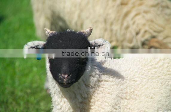 blue ear tag for goat 41*15 mm