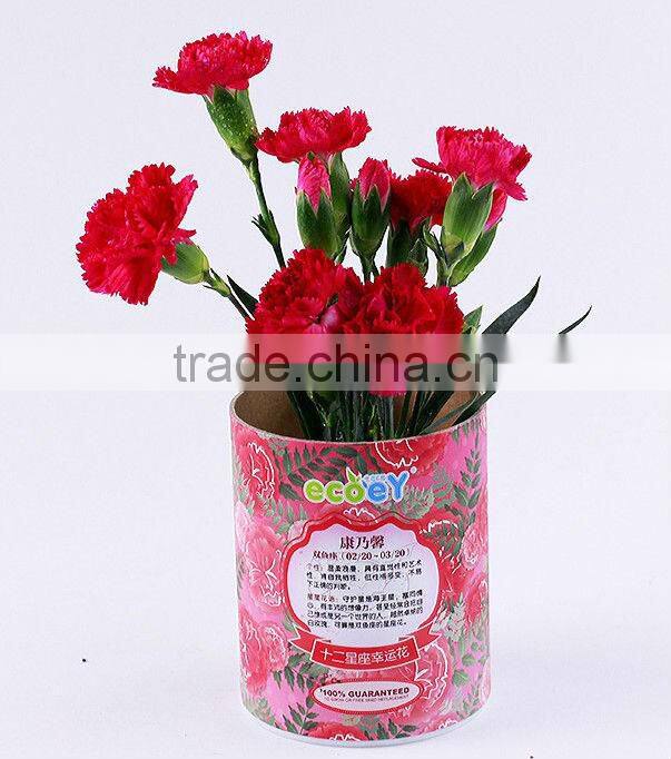 Fashion Twelve constellations lucky flower potted plant -forget-me-not