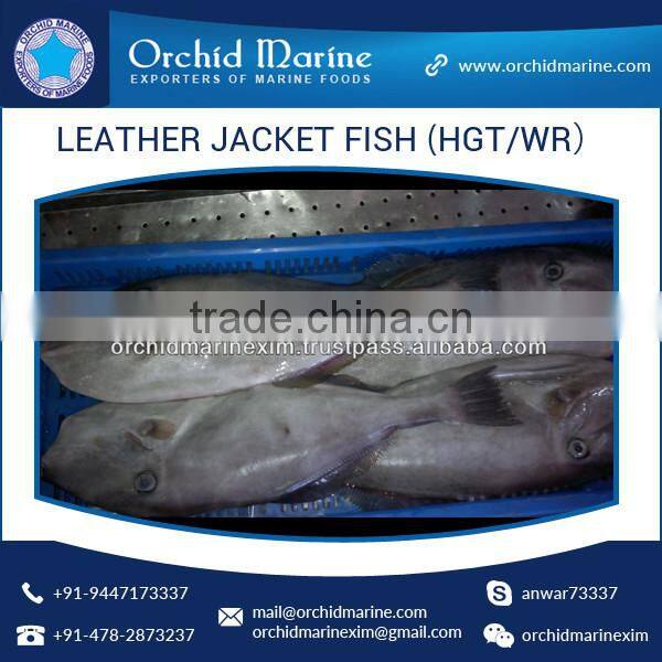 Best Frozen Whole Round Leather Jacket Fish at Best Price