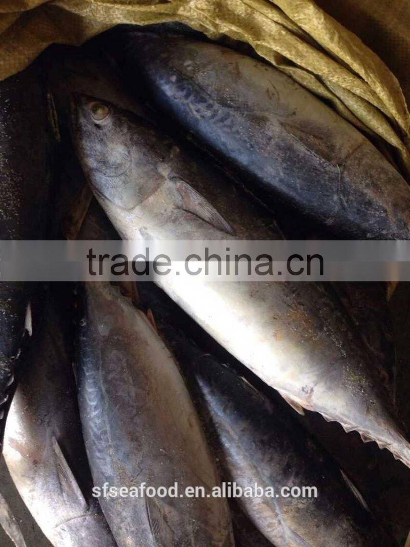 Pacific mackerel whole sale thai