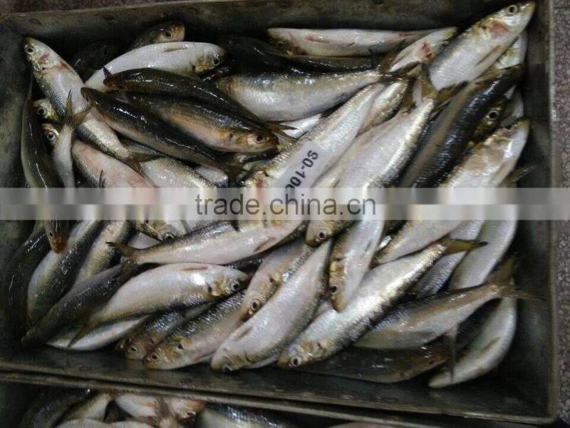 Frozen Sardine For Bait