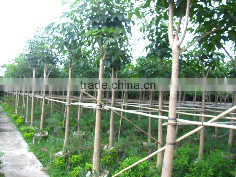 Tabebuia flower outdoor plants