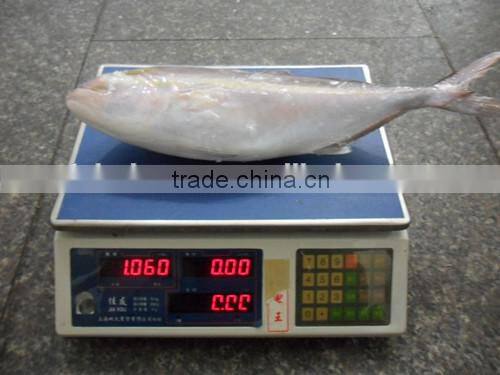China Exporter Frozen Hamachi yellowtail fish