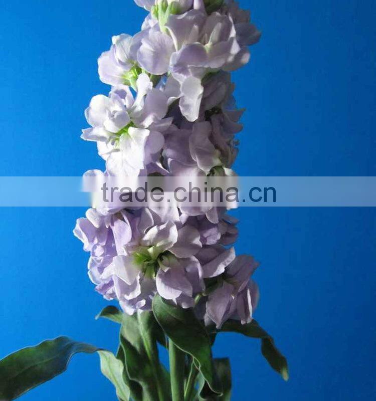 Alibaba china stylish cut fresh violet flowers