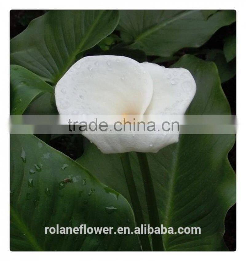 wholesale high quality beautiful cut white calla lily flower