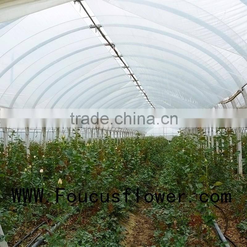 Single Stem Garden Direct Sale Fresh Nirvana From Yunnan