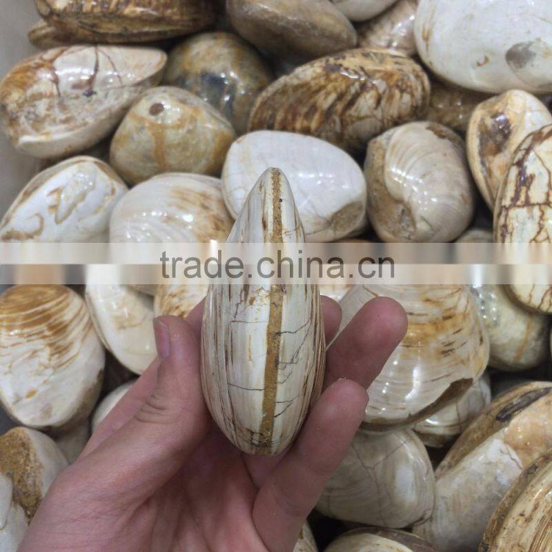 High Quality Conch Fossils Crystal Stone For Sale