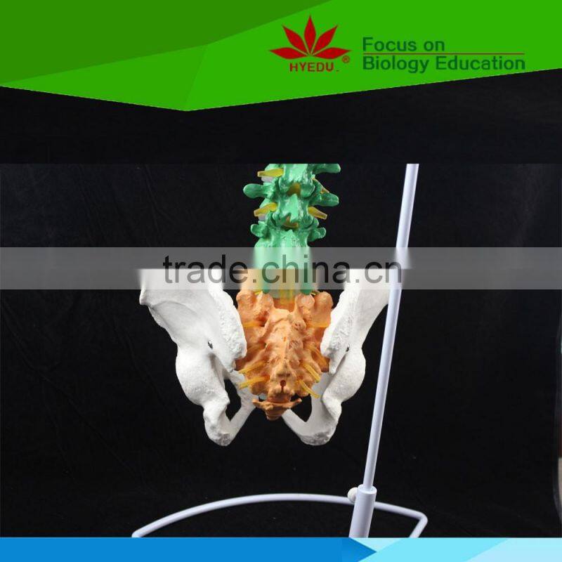 High quality Flexible spinal column with colour coded regions