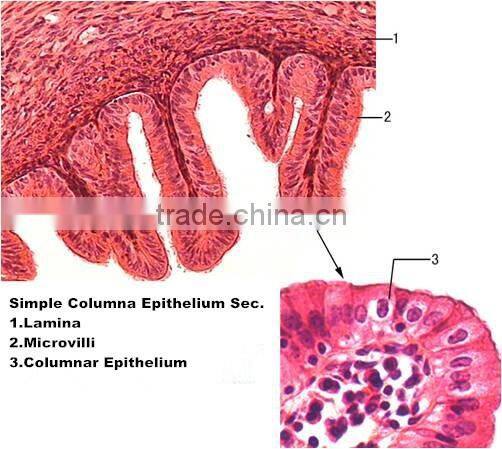 Medical slides/ Prepared Microscope Histology slides/Epithelium Sec. Slides