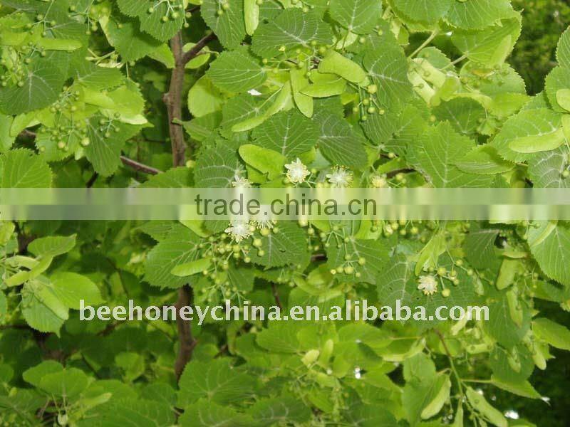 new crop linden honey