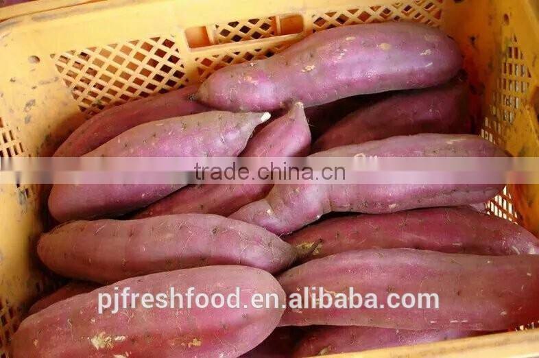 Fresh Sweet Potato Yellow Potato