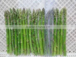 IQF Fresh Green Asparagus from China