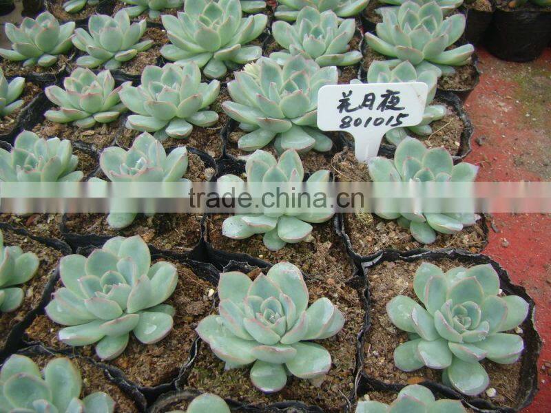 Echeveria pulidonis of succulent plants