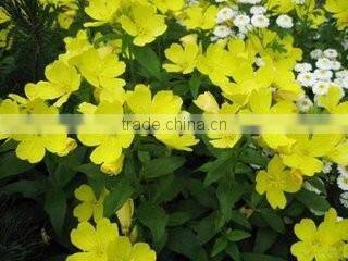 Main product evening primrose plant oil cure PMS