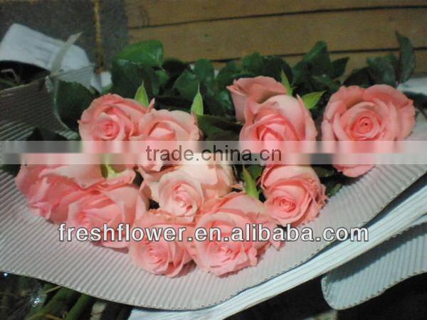 Fresh cut flowers of beautiful rose flower