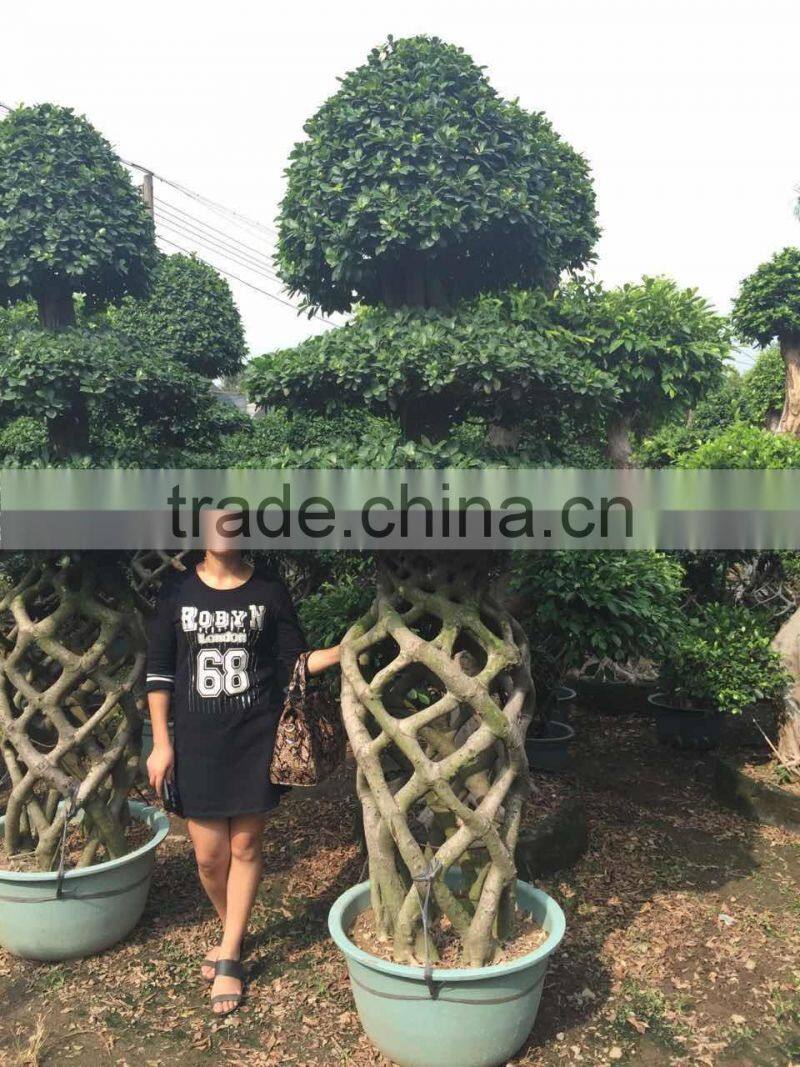out door plants-3 layer ficus cage-2.2m