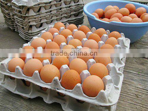 Best price automatic egg tray manufacturing machine