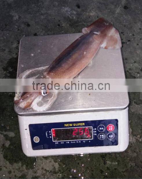 Frozen Illex Argentinus Squid