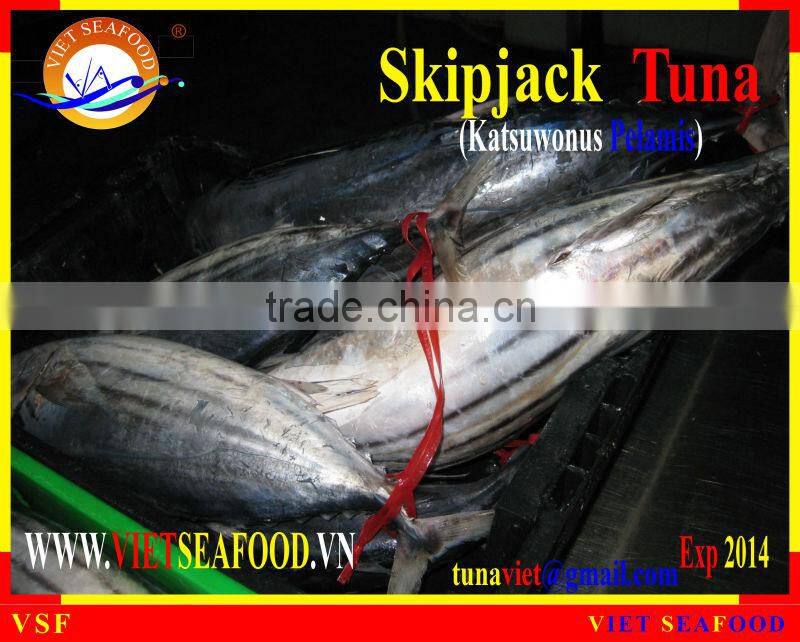FROZEN SKIPJACK TUNA WHOLE ROUND