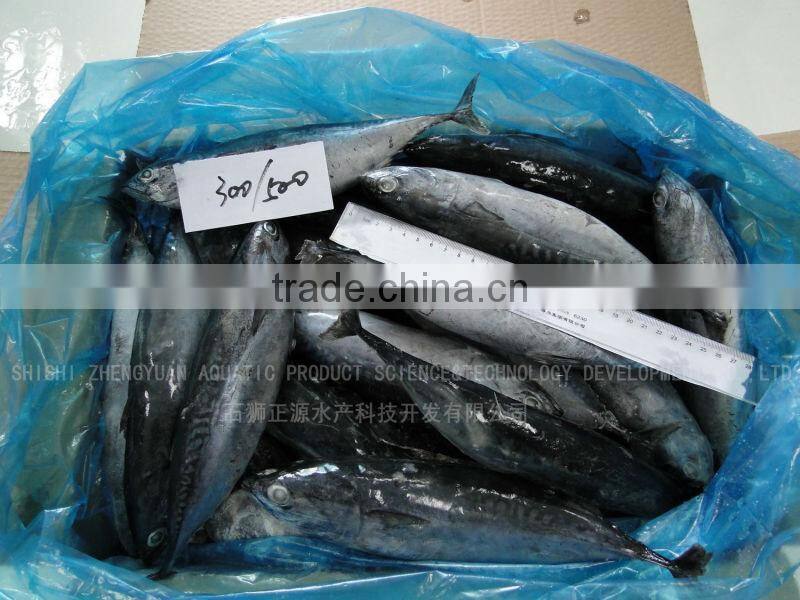200-300G Best Price Frozen Bonito WR Fish